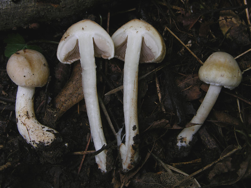 Da determinare n�1.